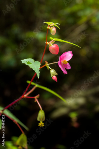 Begonia Silvestre