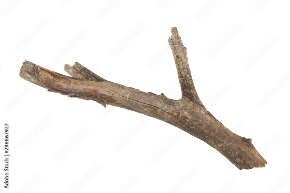 Dry branch isolated on white background Dry branch isolated on white background