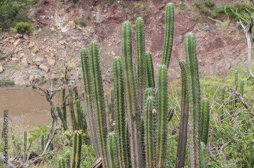 Nature, Cactus plants of the family Cactaceae- Xerophilous.