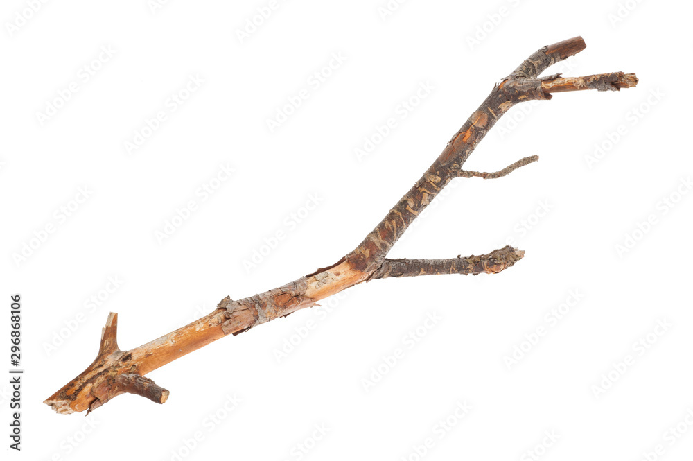 Dry branch isolated on white background Dry branch isolated on white background