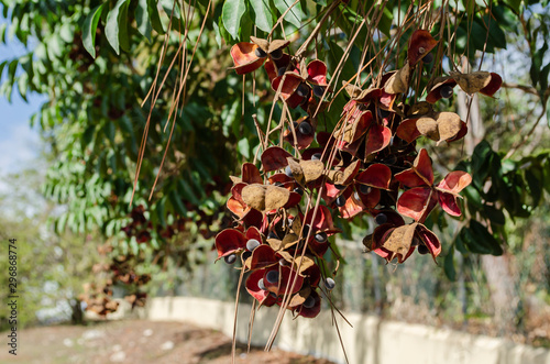 Majidea Zanguebarica Tree With Fruits photo