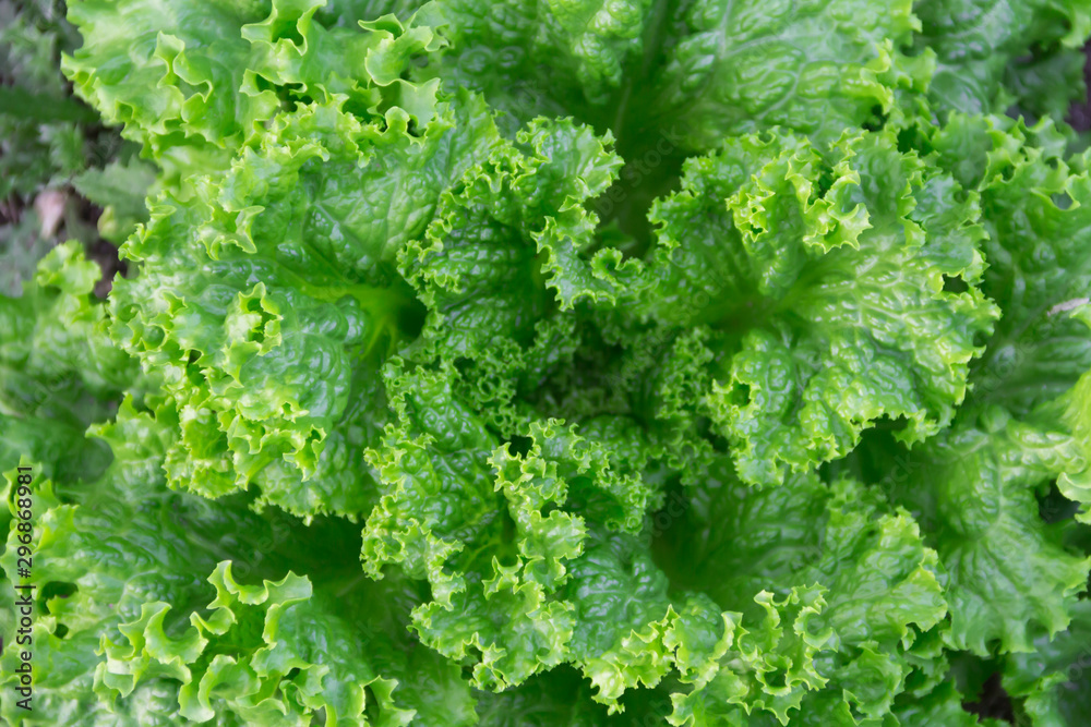 green and purple curly lettuce leaves in the organic garden green and purple curly lettuce leaves in the organic garden