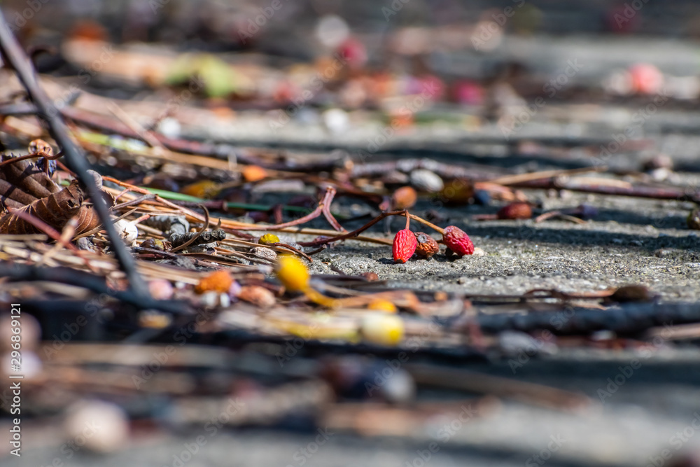 Fallen fruits in various colors-red, yellow, and black Fallen fruits in various colors-red, yellow, and black