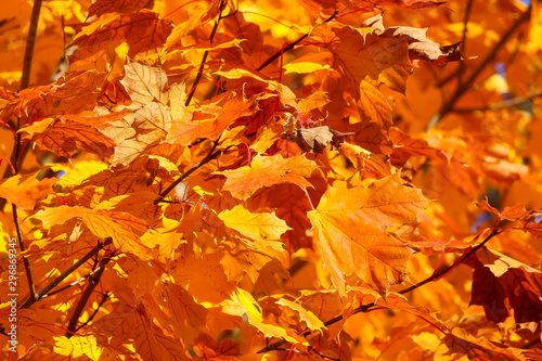 Colorful beautiful maple leaves in autumn, St-Bruno, Quebec, Canada