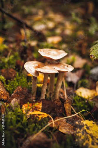 beautiful brown mushrooms in a german forest