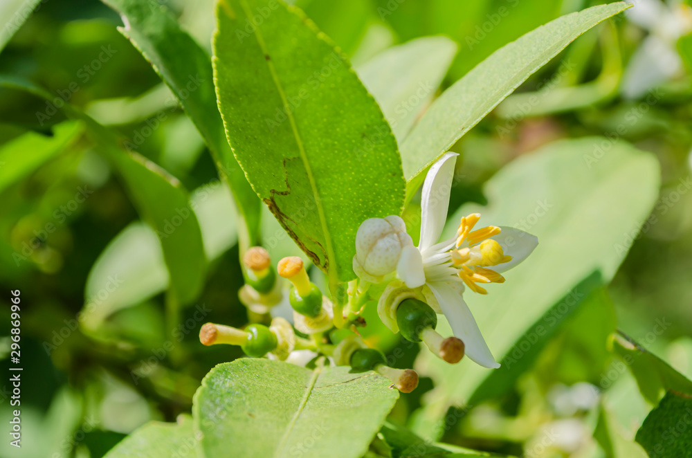 Young Lime Fruit And Blossom Young Lime Fruit And Blossom