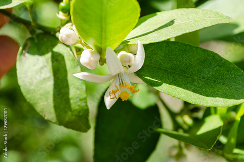 Lime Blossom Closeup