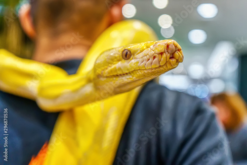 Albino burmese python wrapped around a man. Its a popular pet in Thailand.