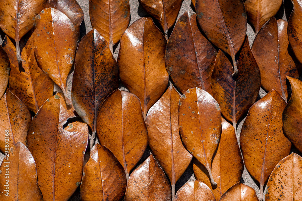 Textura de hojas de arbol