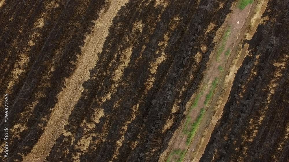 burn rice fields, aerial view from flying drone of Field rice burn rice fields, aerial view from flying drone of Field rice