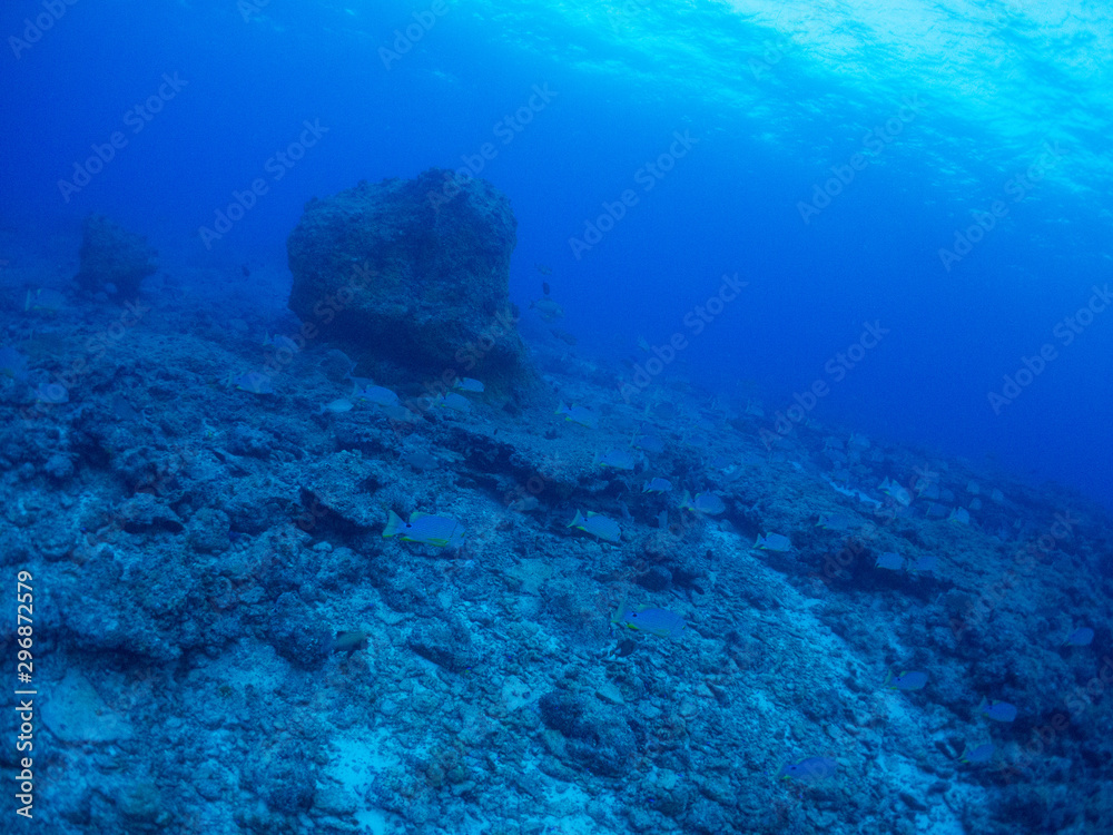 Fototapeta premium パラオ_ペリリュー_スキューバダイビング