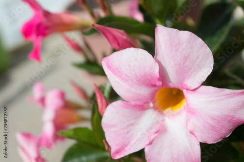 mandevilla