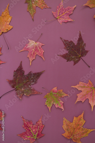 Colorful Fall Maple Leaves on Dark Purple Background  Styled  Copy Space