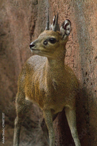 Klipspringer photo