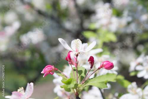 Flowering Crabapple