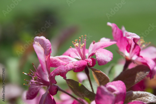 Flowering Crabapple