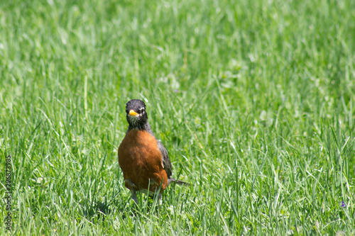 American Robin