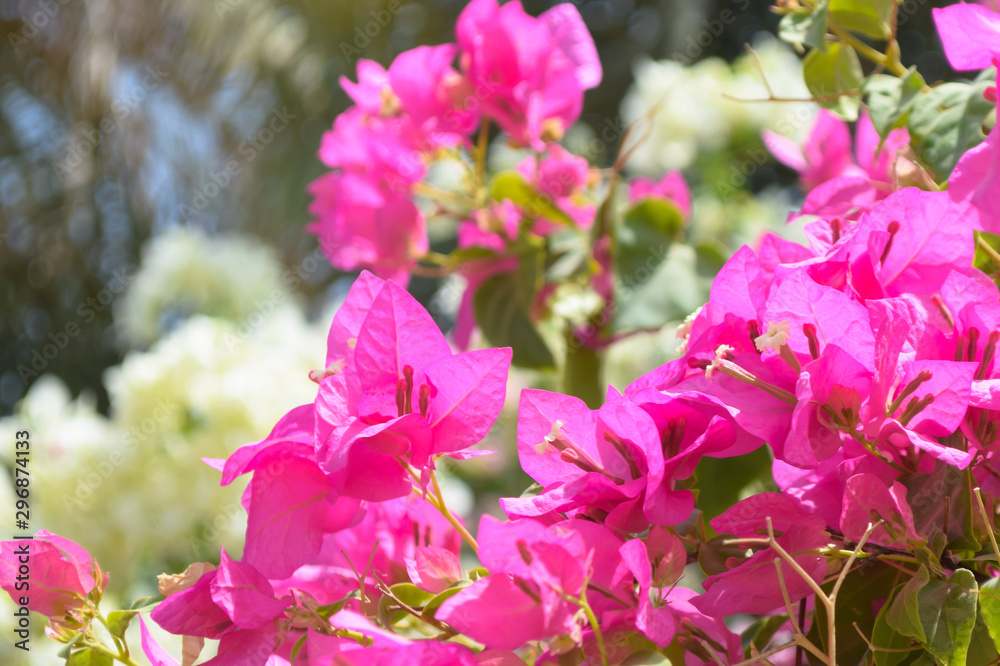 beautiful bougainvillea White and pink flowers in garden, flora blossom pollen close up. natural background wallpaper plant leaf