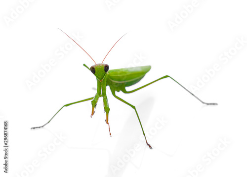 Vector insect, rice color, white background