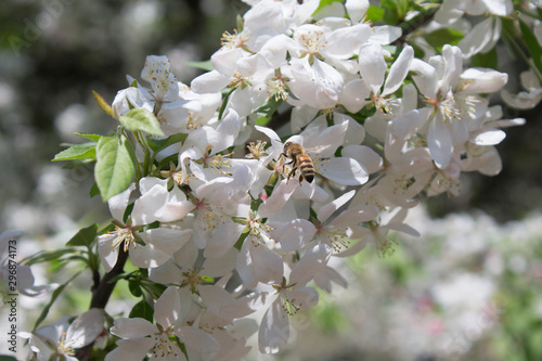 crabapples