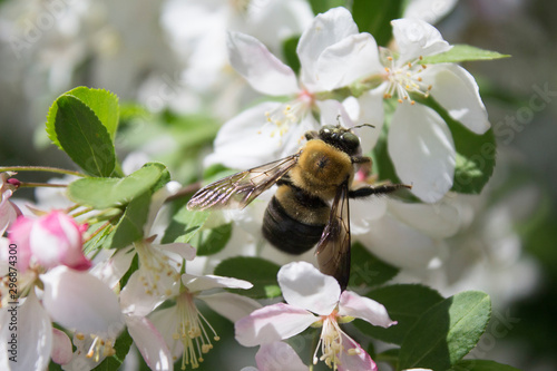 Bee in Flowers