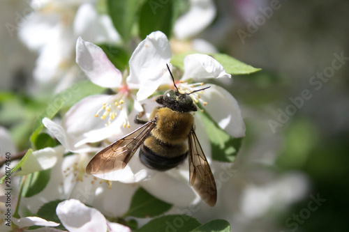 Bee in Flowers