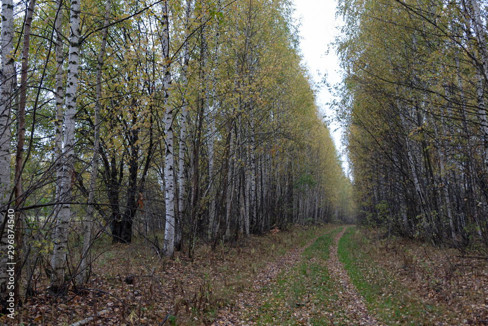 Naklejka premium road in forest