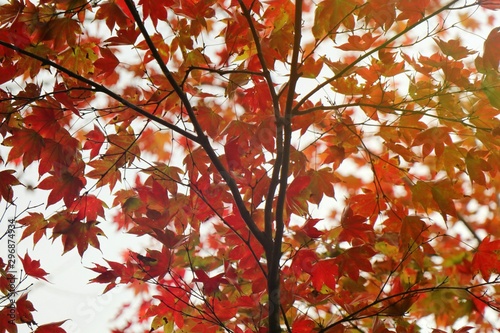 Soft focus of orange and red maple leaves on maple tree in autumn background. Nature concept.