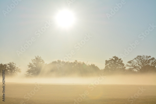 fog among the trees of the field in the morning © sebi_2569