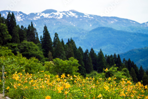 ニッコウキスゲが咲く白山高山植物園と白山 © Nature K Photostudio