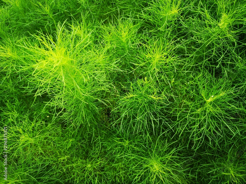 Beautiful green grass plant. Beautiful green grass texture. Beautiful green grass plant. Beautiful green grass texture.