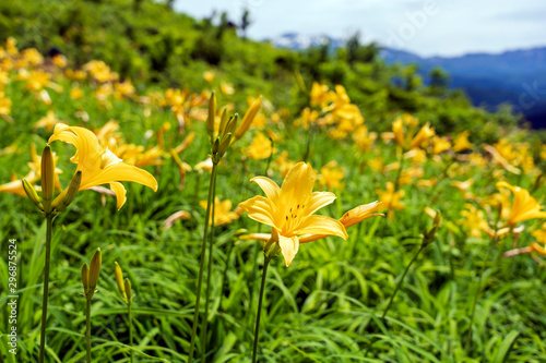 ニッコウキスゲが咲く白山高山植物園 © Nature K Photostudio