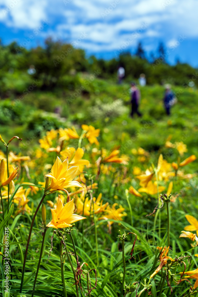 Obraz premium ニッコウキスゲが咲く白山高山植物園