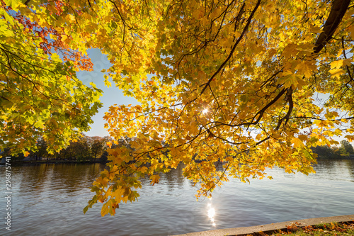 maple branches with autumn foliage