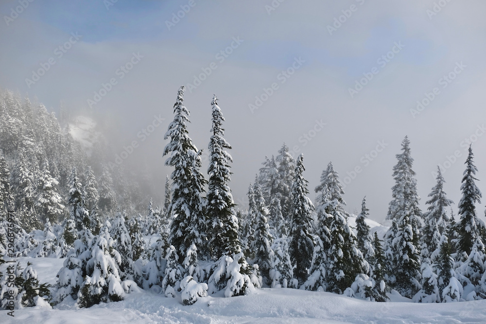 Winter or Christmas landscape. Trees under heavy fresh snow. Seymour Mountain Park. Ski resort in North Vancouver. British Columbia. Canada.