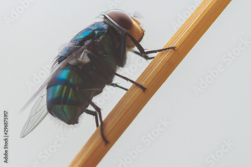 Mosca en rama