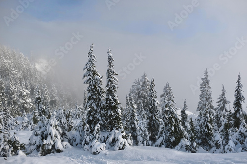 Winter or Christmas landscape. Trees under heavy fresh snow. Seymour Mountain Park. Ski resort in North Vancouver. British Columbia. Canada. © aquamarine4