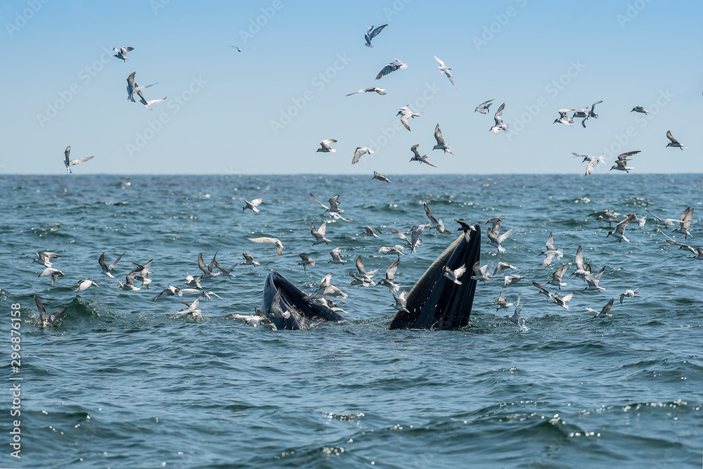 Naklejka premium Bryde's Whale at Bangtaboon Thailand