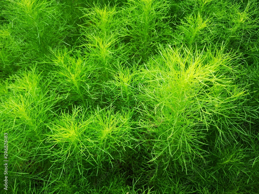 Beautiful green grass plant. Beautiful green grass texture. Beautiful green grass plant. Beautiful green grass texture.