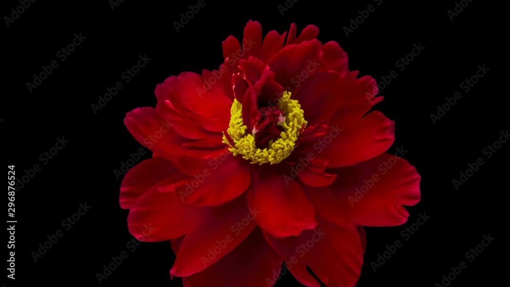 Timelapse of beautiful red flower blooming on black background. 4K