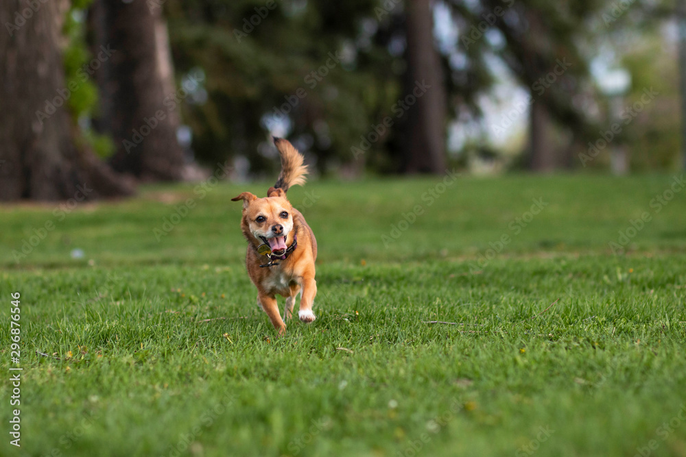 Dog Running in Park