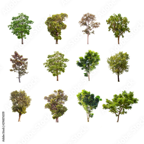 Collections green trees isolated on white background