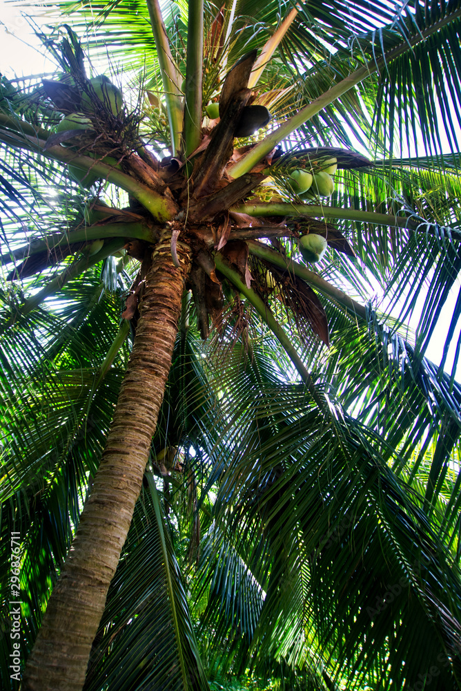 Obraz premium The bottom of a coconut tree - Vietnam fall of 2019
