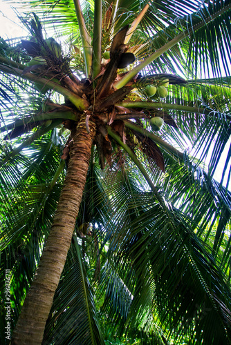 The bottom of a coconut tree - Vietnam fall of 2019