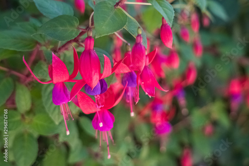 Fuchsia multi color flower, Colorful organic flower in tropical area with beauty, love and gardening.