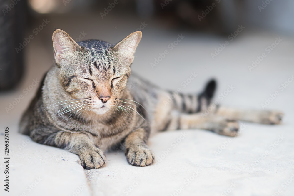 Black and brown cats are sleeping in the garage with a face that looks smiling, relaxed and happy. Black and brown cats are sleeping in the garage with a face that looks smiling, relaxed and happy.