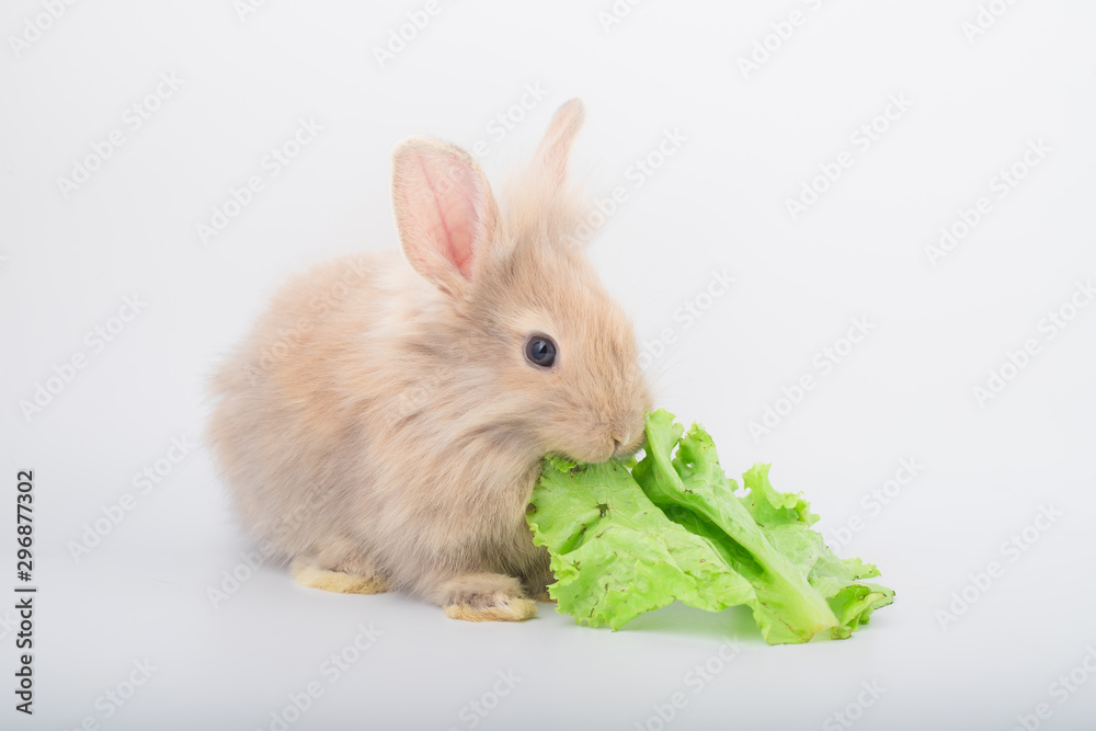 Cute light brown rabbits are eating delicious green lettuce and have a white background. In the health care concept