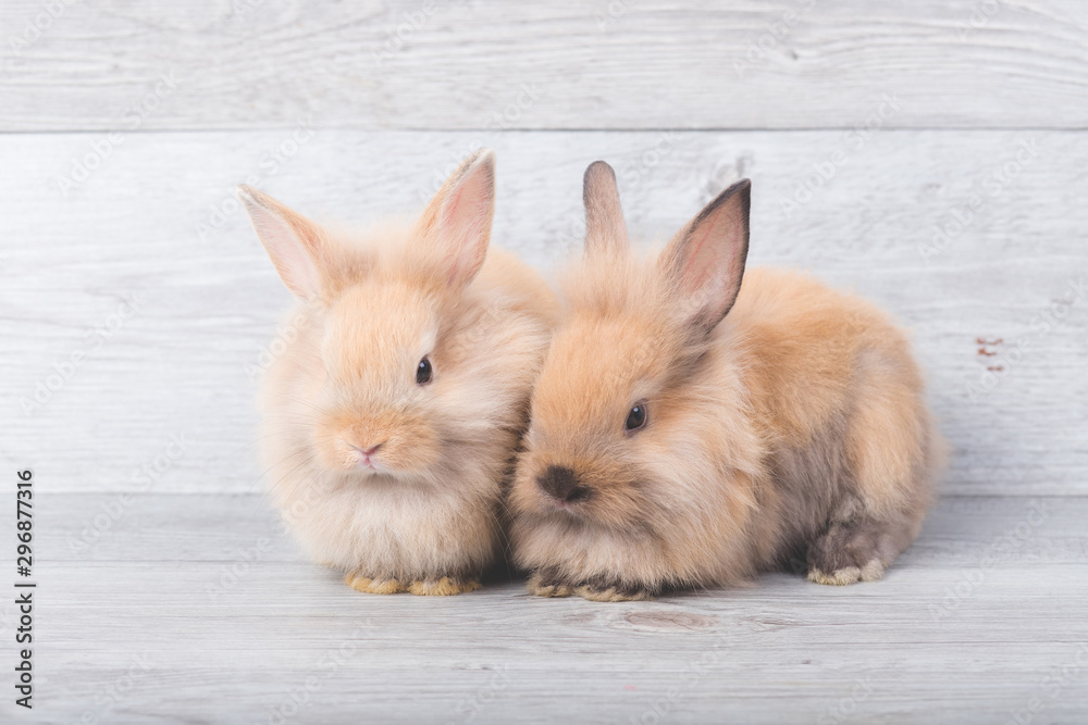 Two cute light brown rabbits sitting on a gray wood background In the Easter concept Two cute light brown rabbits sitting on a gray wood background In the Easter concept