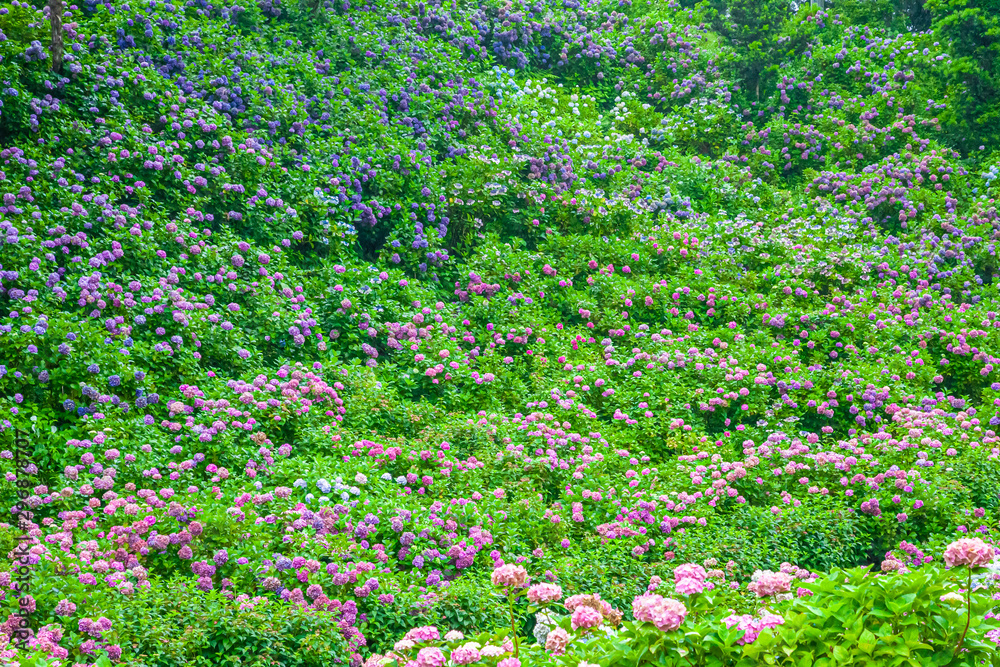 千葉県茂原市　あじさい屋敷　満開の紫陽花