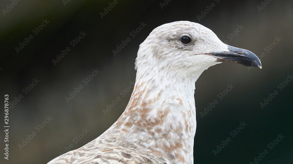 Yellow-legged Gull Breeding Head Shot Port of Mugardos Yellow-legged Gull Breeding Head Shot Port of Mugardos